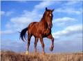 am131D animal horse